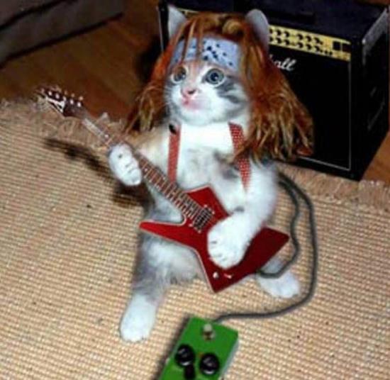 chat-rockeur.jpg