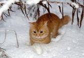 16423811-chat-roux-est-profond-dans-la-neige-sous-une-chute-de-neige-branche-de-la-laine-ci-dessus-est-mouill.jpg