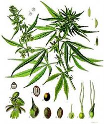 250px-cannabis-sativa-kohler-s-medizinal-pflanzen-026.jpg