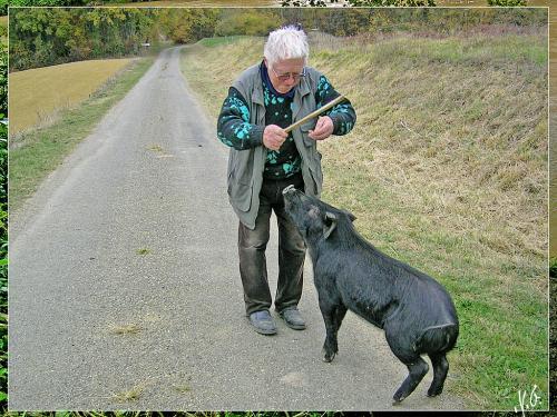 cochon-noir-gascon-marcel-dresseur-de-cochon-rscn4698-thumbnail.jpg